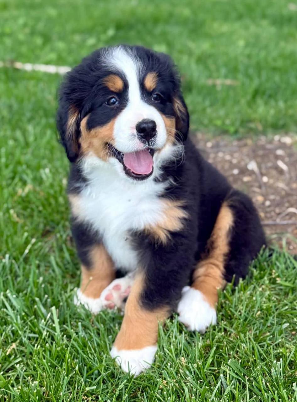 Rosie